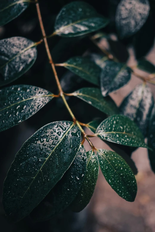 a close up of a plant with water droplets on it, inspired by Elsa Bleda, trending on pexels, dark green leaves, trees outside, black, made of leaves