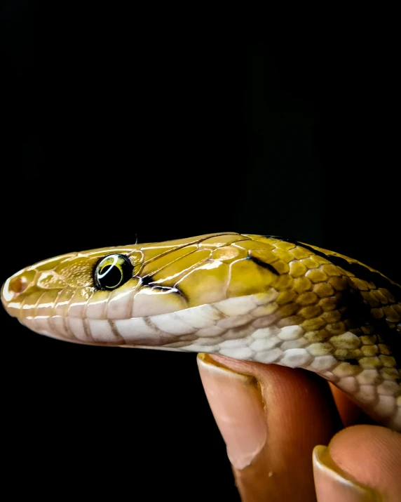 a close up of a person holding a snake, a portrait, trending on pexels, smooth oval head, with a black background, 1 male, pallid skin