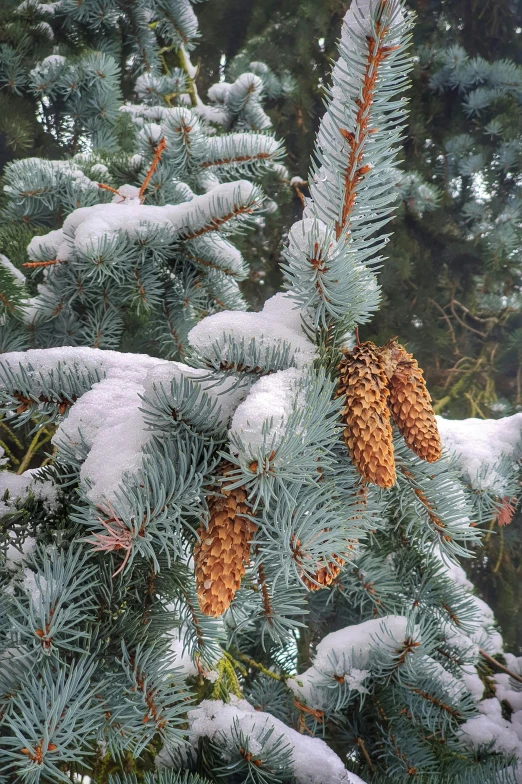 some pine cones and needles are sitting on snow covered nches