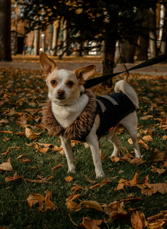 a small dog standing on top of a lush green field, wearing a fur coat, in a city park, avatar image, navy