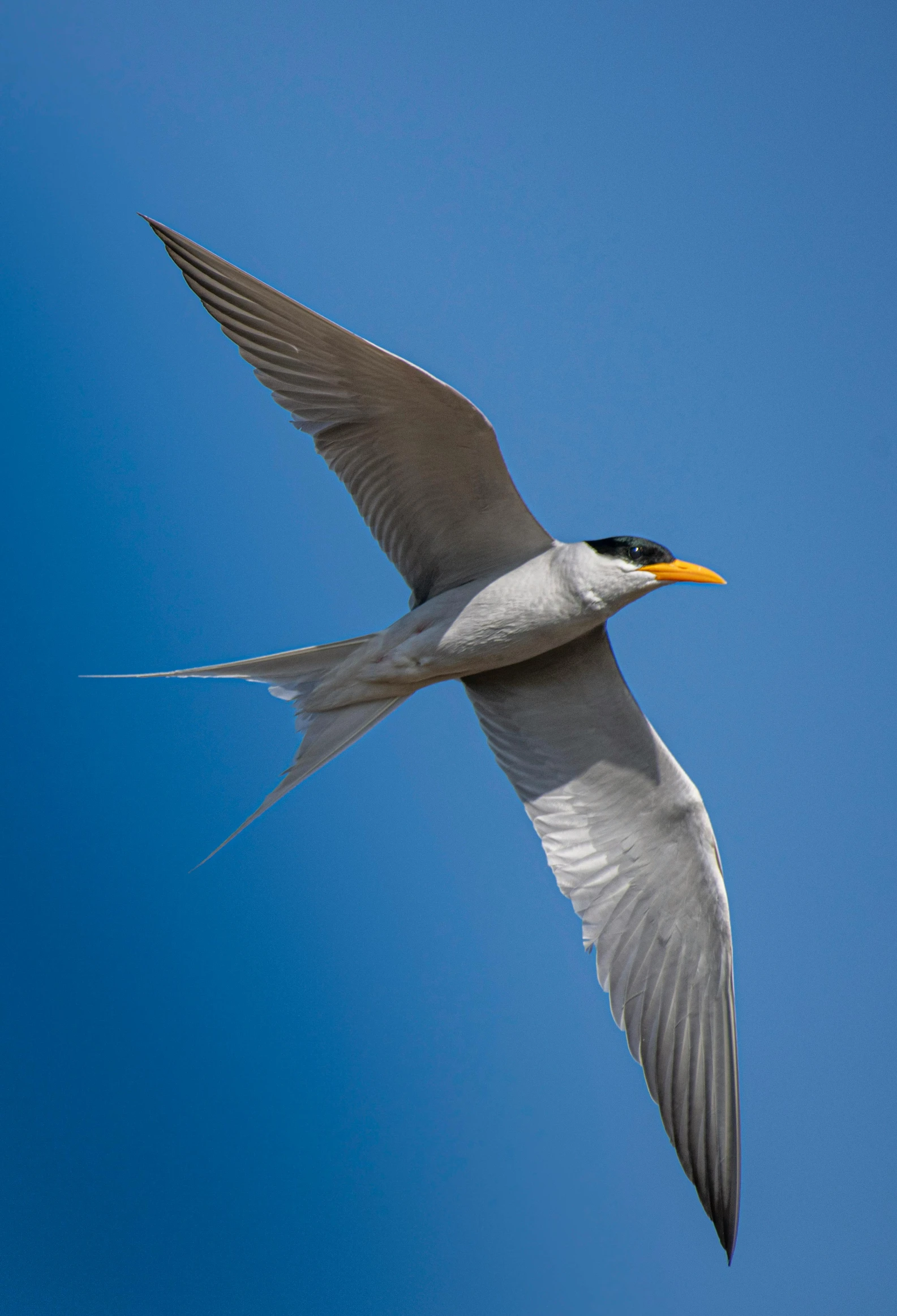 a bird that is flying in the sky, a picture, by Dave Melvin, arabesque, long thick shiny gold beak, bryan skerry, sleek spines, charlize