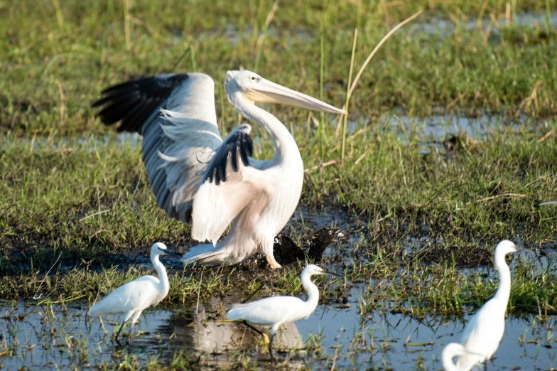 a flock of birds standing on top of a grass covered field, sri lanka, wings of a swan, heron, sitting down