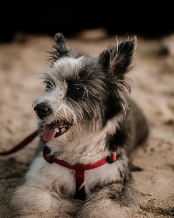 a dog that is laying down in the sand, smiling for the camera, lgbtq, grey ears, wearing spiky