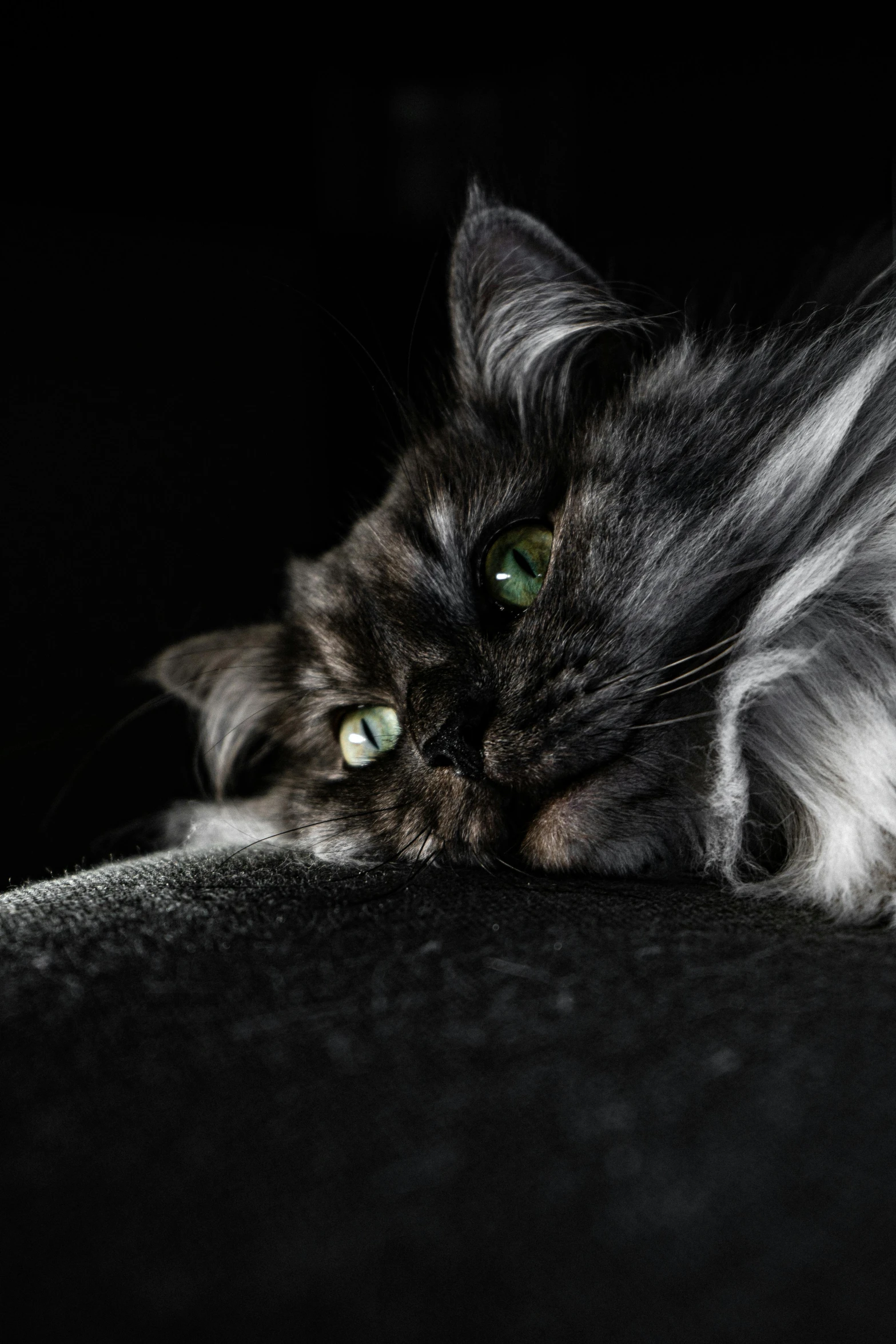 a close up of a cat laying on a couch, by Jan Tengnagel, pexels contest winner, with a black background, fluffy ears and a long, a silver haired mad, sittin