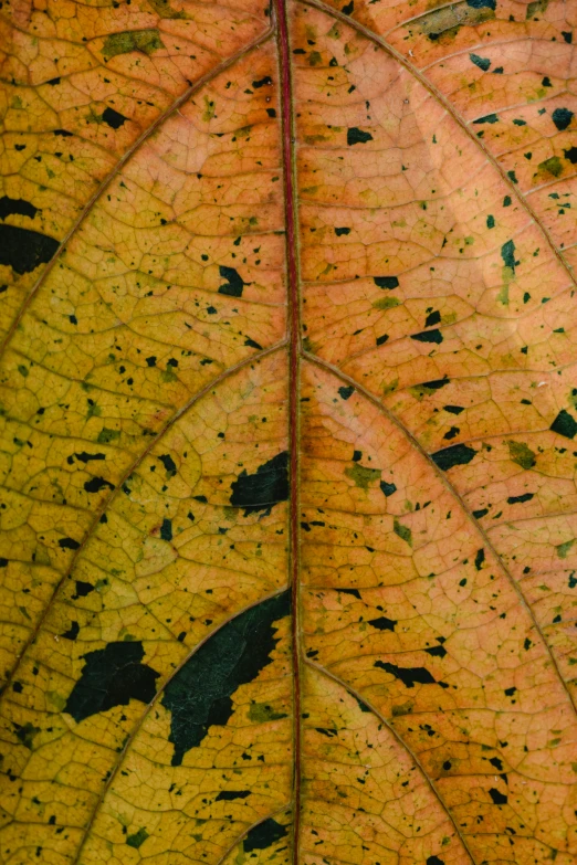 a close up of a yellow and brown leaf, by Peter Churcher, renaissance, yellows and reddish black, jungle grunge, detailed photo of an album cover, multi - coloured