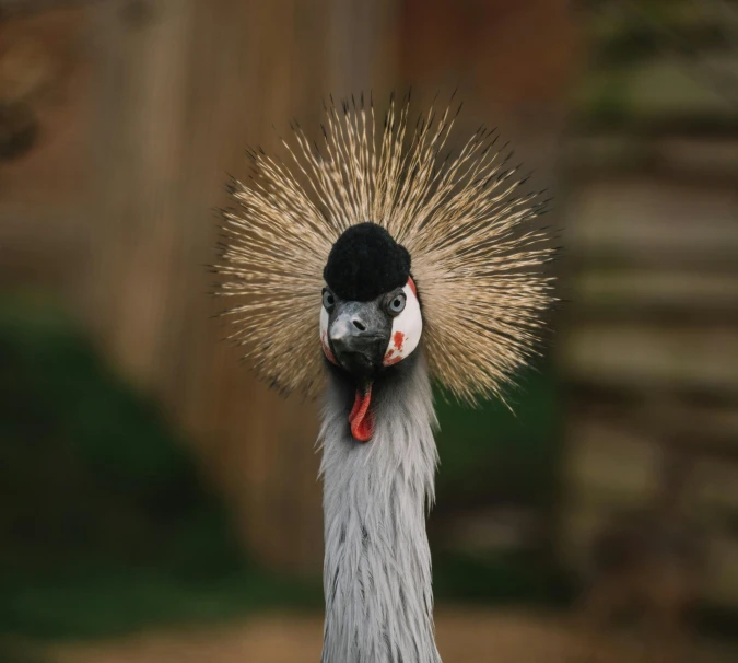 a close up of a bird with a very long neck, pexels contest winner, hurufiyya, wearing a light grey crown, with a mohawk, surprised expression, full body close-up shot