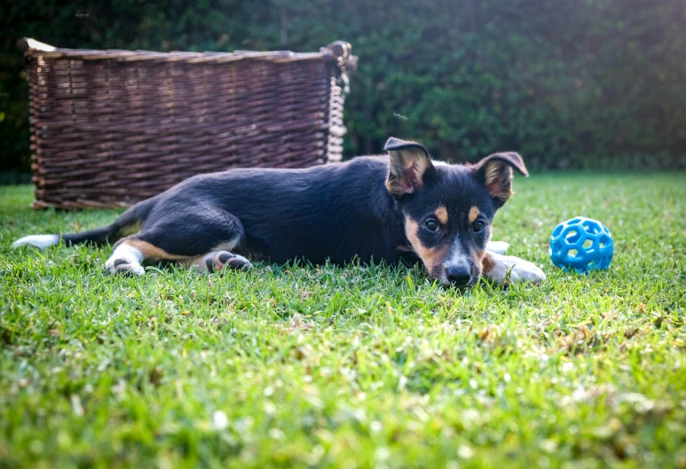 a dog laying in the grass next to a basket, by Julia Pishtar, pexels contest winner, holding a ball, manuka, morning lighting, rectangle