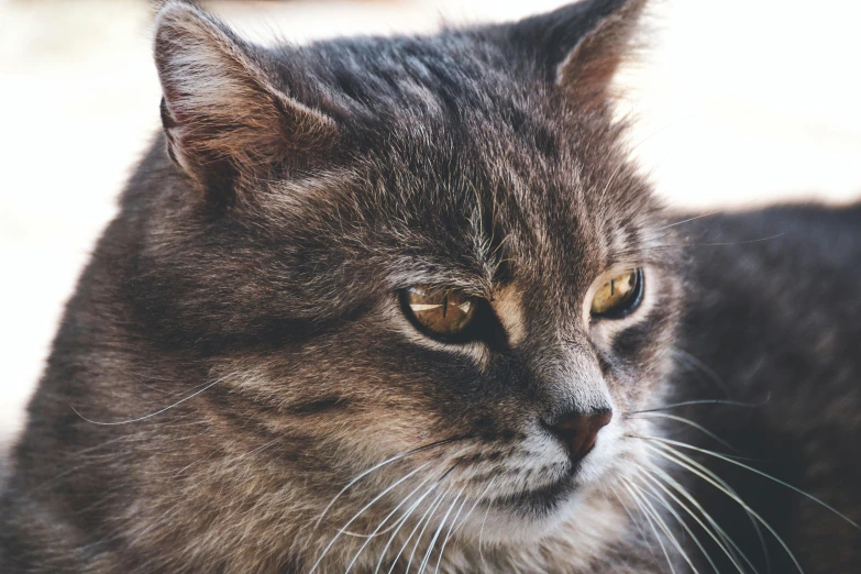 a close up of a cat with a blurry background, a portrait, unsplash, scruffy looking, instagram post, high-resolution photo, grey