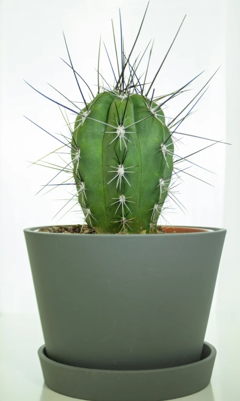 a close up of a cactus plant in a pot, inspired by Ceferí Olivé, hurufiyya, wearing a light grey crown, full lenght view. white plastic, no cropping, smooth oval head