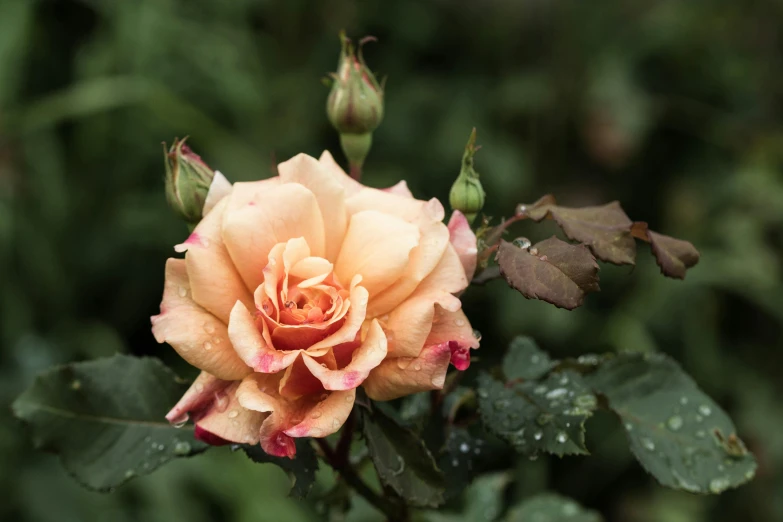 a close up of a flower with water droplets on it, an album cover, inspired by Elsa Bleda, unsplash, crown of mechanical peach roses, slight overcast weather, (light orange mist), gardening