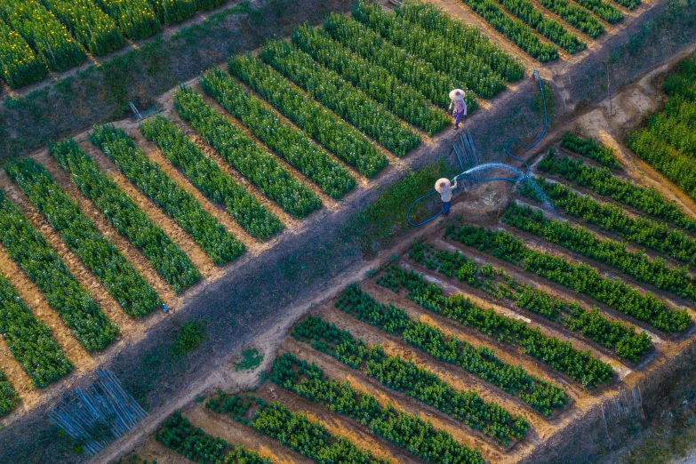 a couple of cows standing on top of a lush green field, pexels contest winner, precisionism, irrigation, people at work, vineyard, raphael personnaz