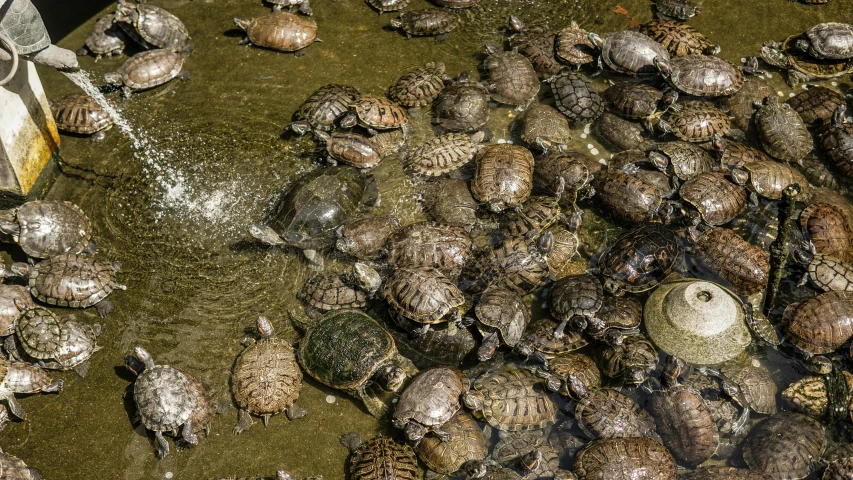 a bunch of turtles that are in some water, by Yasushi Sugiyama, unsplash, renaissance, in the middle of a small colony, 2000s photo, shot on sony a 7 iii, sunny day time