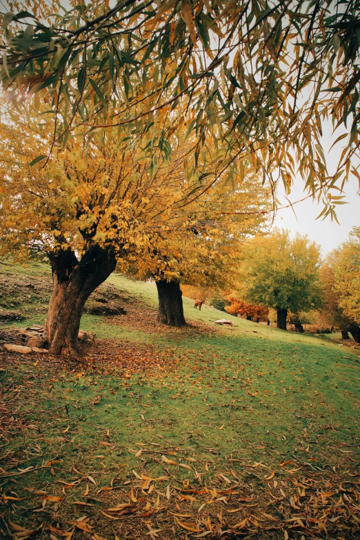 a red fire hydrant sitting on top of a lush green field, a picture, inspired by Frederick McCubbin, maple trees with fall foliage, autochrome photograph, 1999 photograph, panoramic shot