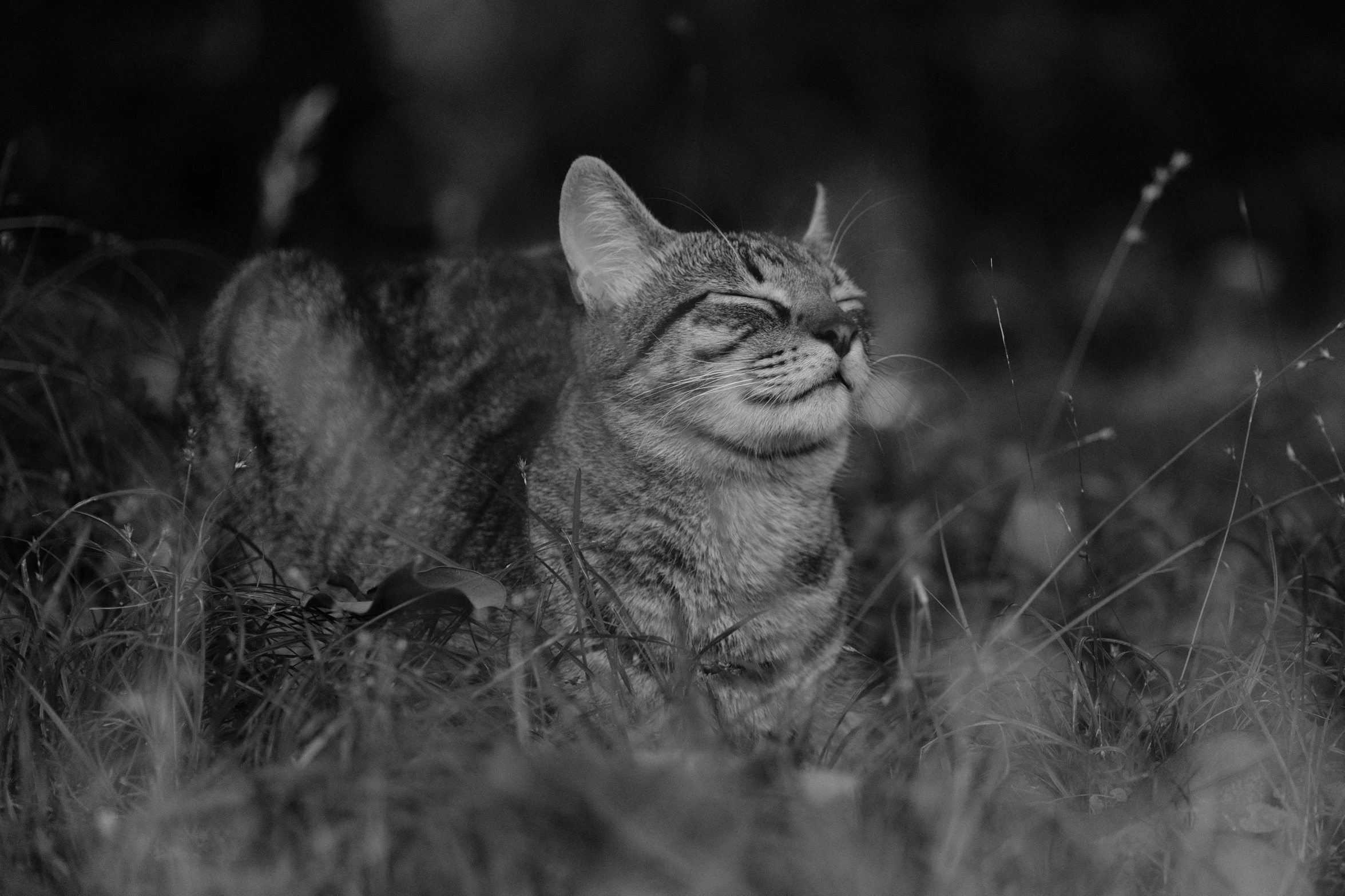 a black and white photo of a cat in the grass, a black and white photo, by Mirko Rački, renaissance, cunning smile, maus in forest, warrior cats, 2 4 mm iso 8 0 0