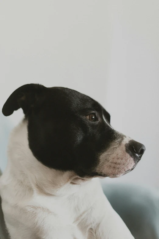 a black and white dog sitting in a blue chair, inspired by Elke Vogelsang, pexels contest winner, with a pointed chin, sparse freckles, profile image, on a pale background