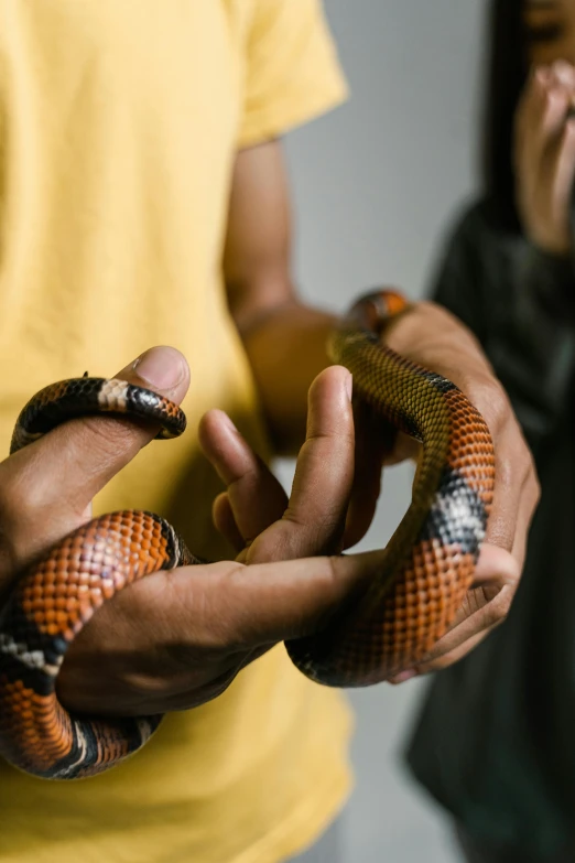a close up of a person holding a snake, 2 animals, black and orange, male and female, malaysian