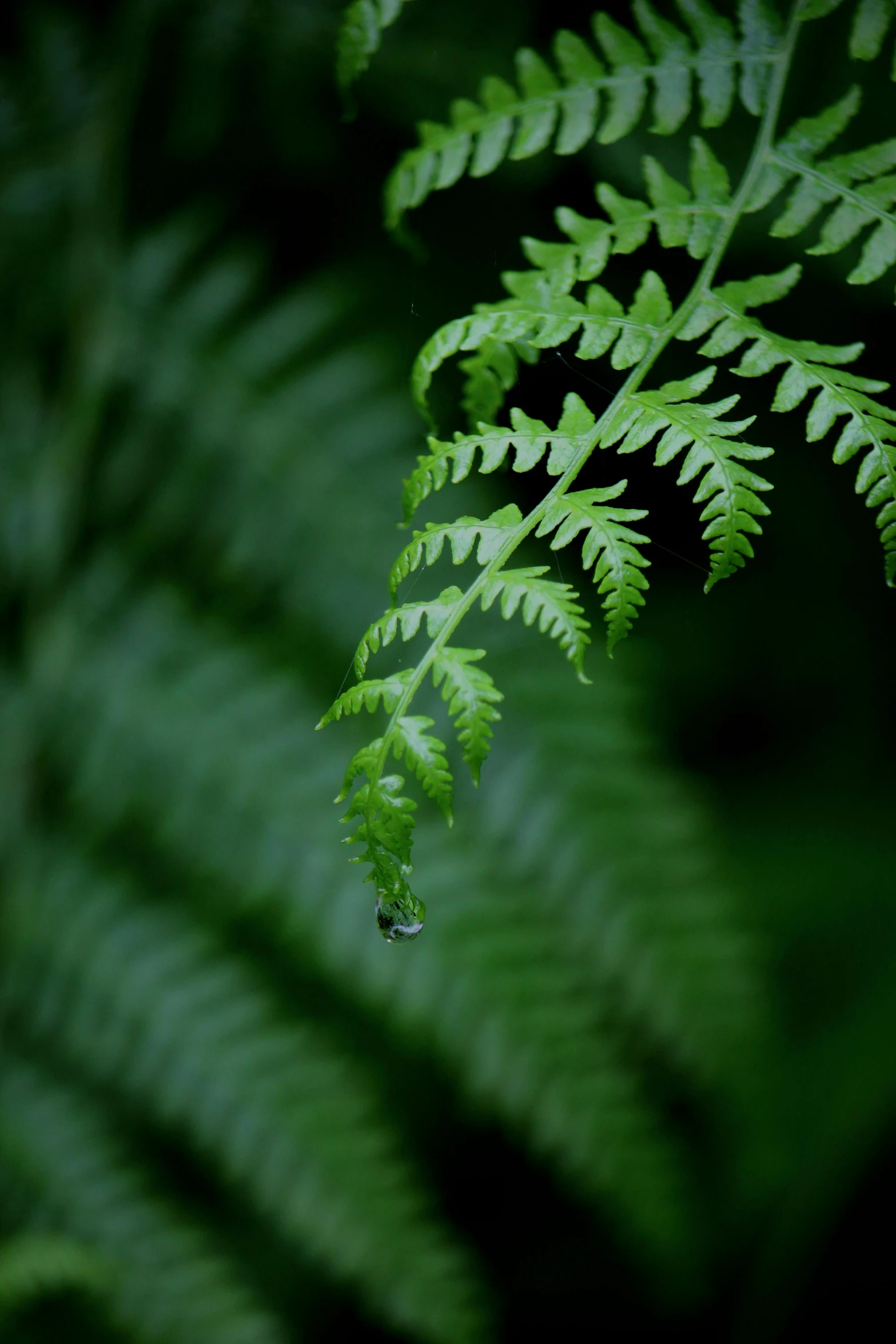 a close up of a fern leaf with water droplets, unsplash, redwood forest, slide show, multiple stories, tall shot