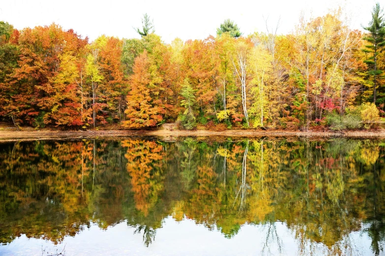 a body of water surrounded by lots of trees, inspired by Jasper Francis Cropsey, pexels, maple syrup, mirror and glass surfaces, group photo, white