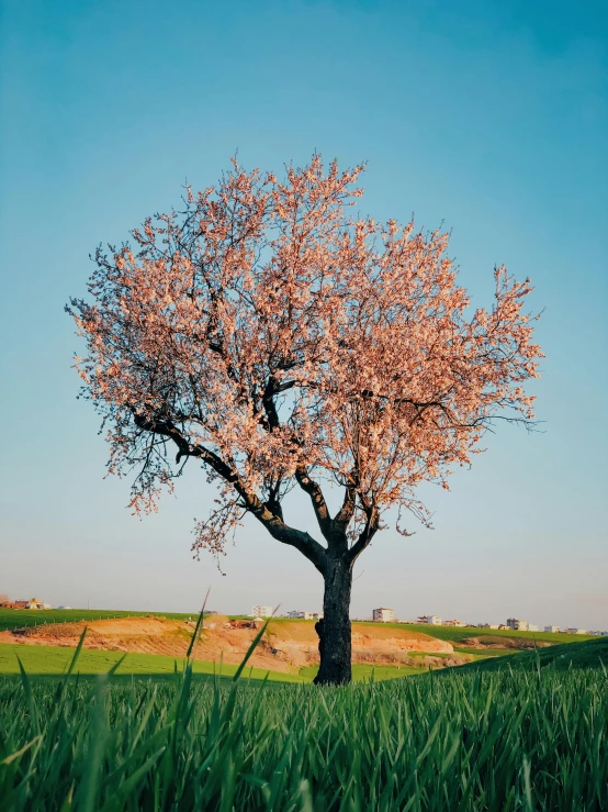 a tree in the middle of a grassy field, by Elsa Bleda, almond blossom, overlooking, reza afshar, vhs colour photography