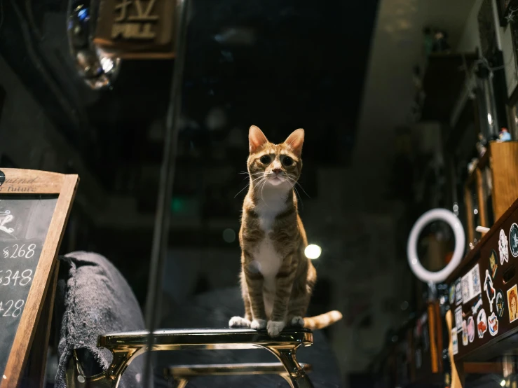 a cat sitting on top of a chair in a store, by Julia Pishtar, pexels contest winner, highly polished, musician, up there, from a movie scene