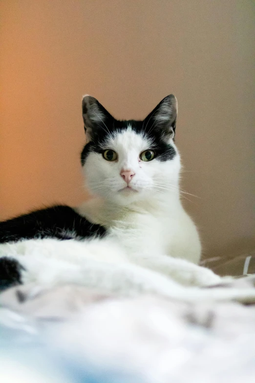 a black and white cat laying on a bed, looking confident, photograph, with a white nose, ready to eat