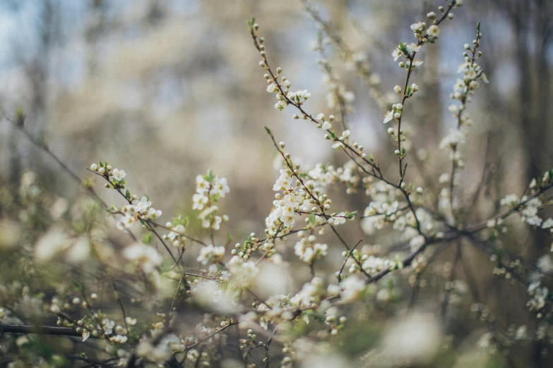 a close up of a tree with white flowers, inspired by Elsa Bleda, unsplash, hasselblad film bokeh, early spring, 2000s photo