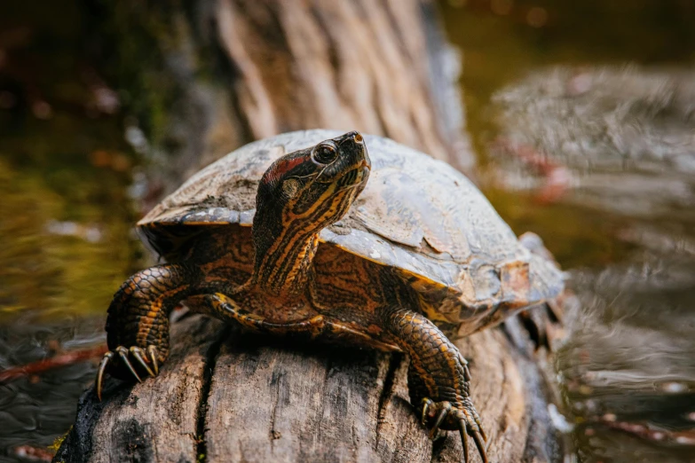 a turtle sitting on top of a log in the water, a portrait, pexels contest winner, renaissance, brown, multicoloured, australian, a wooden