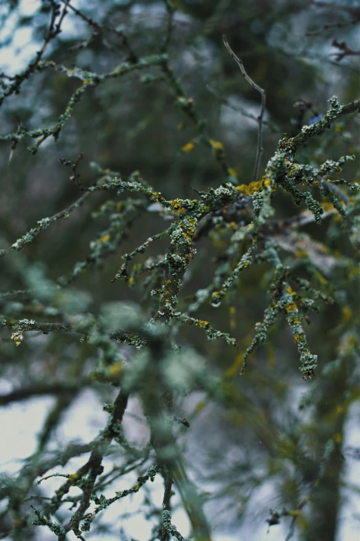 a bird sitting on top of a tree branch, an album cover, inspired by Elsa Bleda, unsplash, hurufiyya, lichen macro, rain drops, knotted trees, slightly pixelated