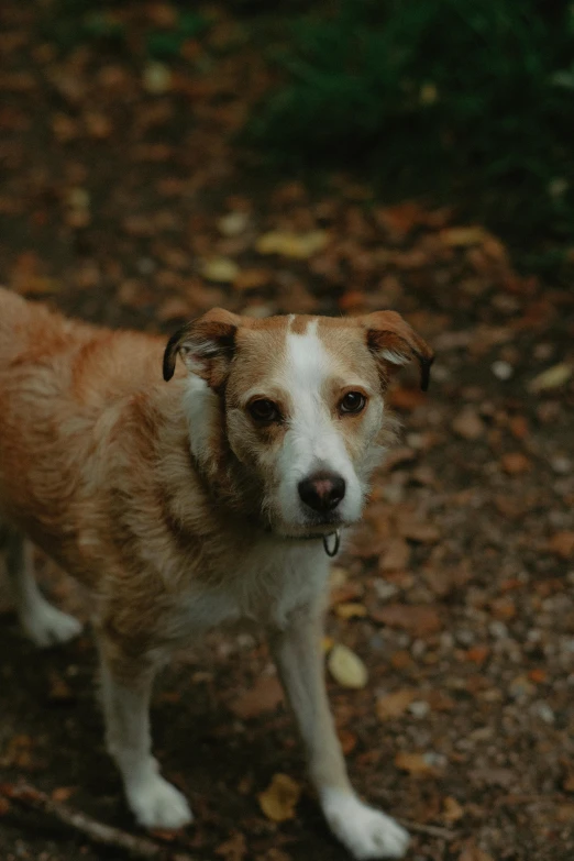 a brown and white dog standing on a dirt road, by Attila Meszlenyi, pexels, renaissance, portrait of a slightly rusty, gif, a park, 8k 50mm iso 10