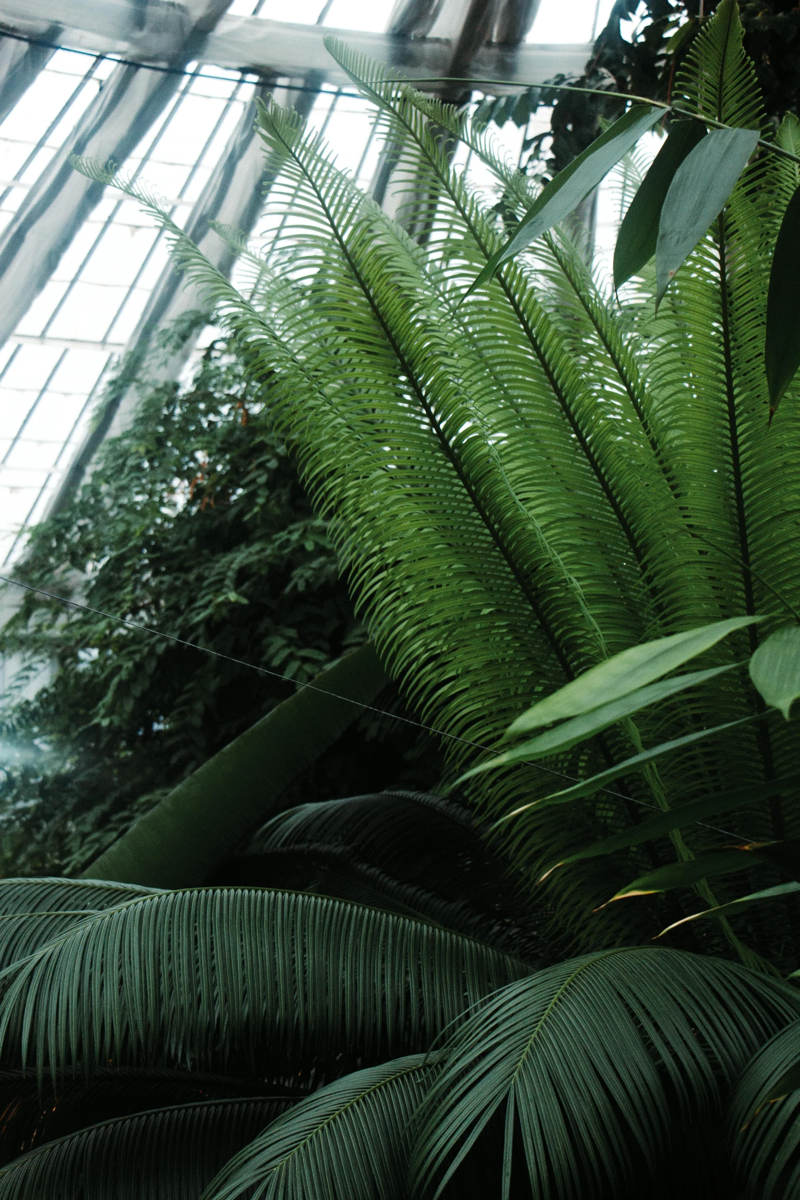 a bunch of plants that are inside of a building, translucent gills, thick jungle, taken in the mid 2000s, a pair of ribbed