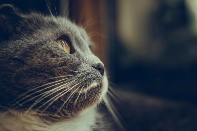 a close up of a cat laying on a window sill, a photo, unsplash, short light grey whiskers, looking upwards, instagram post, getty images