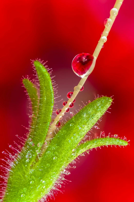 a close up of a plant with water droplets on it, a macro photograph, by Jan Rustem, shutterstock contest winner, romanticism, vibrant red background, drosera capensis, bottlebrush, fern