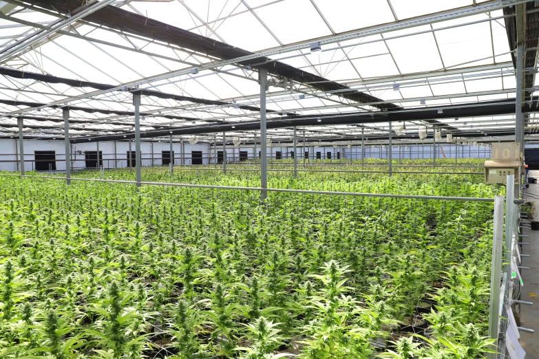 a large greenhouse filled with lots of plants, marijuana leaf, large screens, verbena, afp