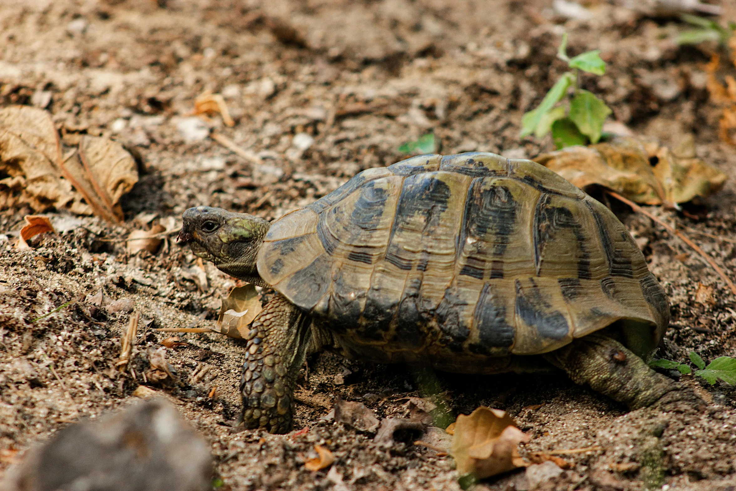 a close up of a turtle on the ground, pexels contest winner, amongst foliage, profile image, fan favorite, brown