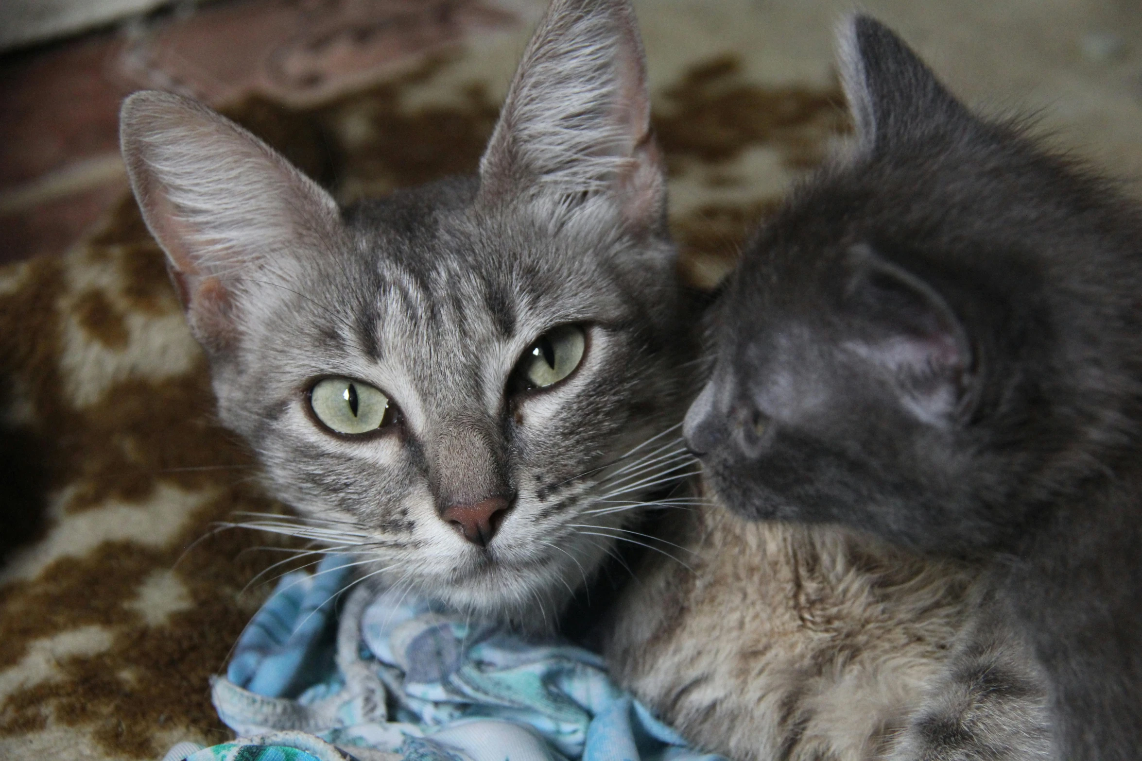 a couple of cats laying on top of a blanket, a portrait, flickr, grey ears, avatar image, close-up photo, holding court