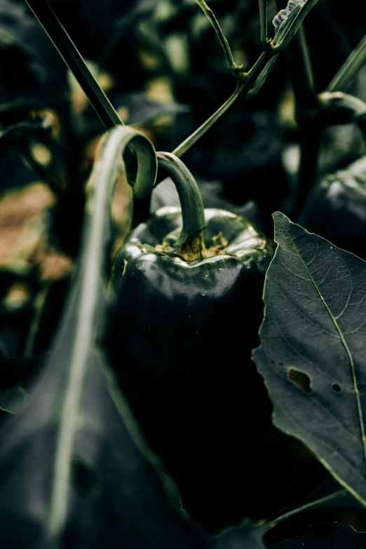 a close up of a plant with green leaves, a picture, unsplash, black horns, paprika, deep dark black, farms