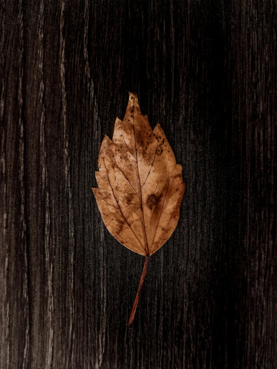 a close up of a leaf on a wooden surface, an album cover, trending on pexels, dark. no text, demur, autumnal, 15081959 21121991 01012000 4k