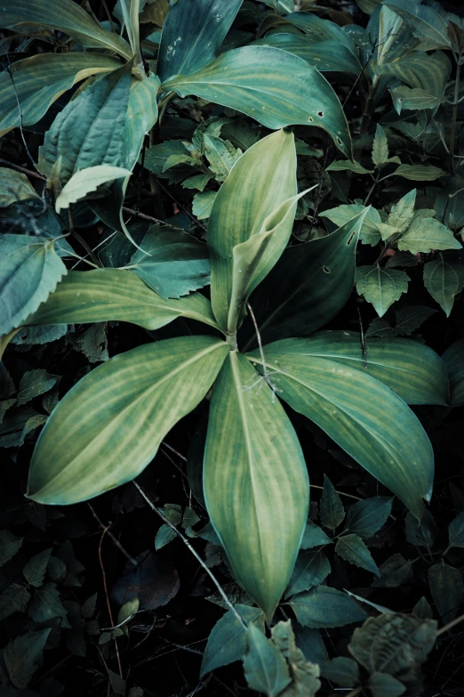 a close up of a plant with green leaves, an album cover, inspired by Elsa Bleda, photorealism, autochrome photograph, ( ( photograph ) ), lily frank, large tall