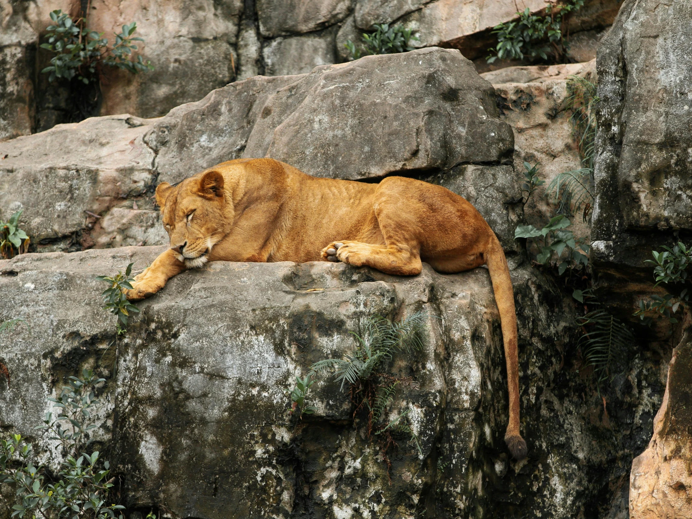 a lion laying on top of a large rock, by Elsa Bleda, pexels contest winner, figuration libre, young female, zoo, leaning on the wall, in style of realistic