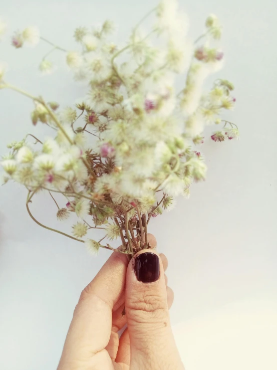 a person holding a bunch of flowers in their hand, inspired by Elsa Bleda, unclipped fingernails, with instagram filters, profile image