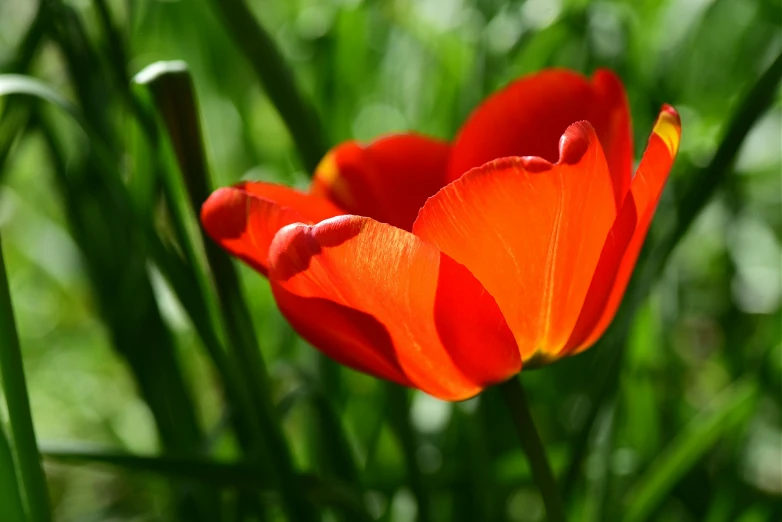 a close up of a red flower in the grass, by Jan Rustem, pixabay, tulip, instagram picture, orange glow, anemone