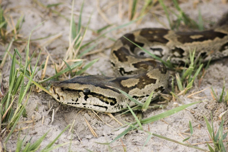 a close up of a snake on the ground, sabina klein, feature, guide, no cropping