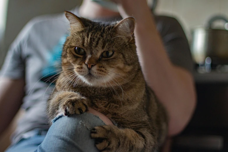 a close up of a person holding a cat, sitting down casually, looking angry, awkward