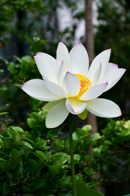 a white flower sitting on top of a lush green field, gilded lotus princess, highly polished, traditional japanese, an award winning