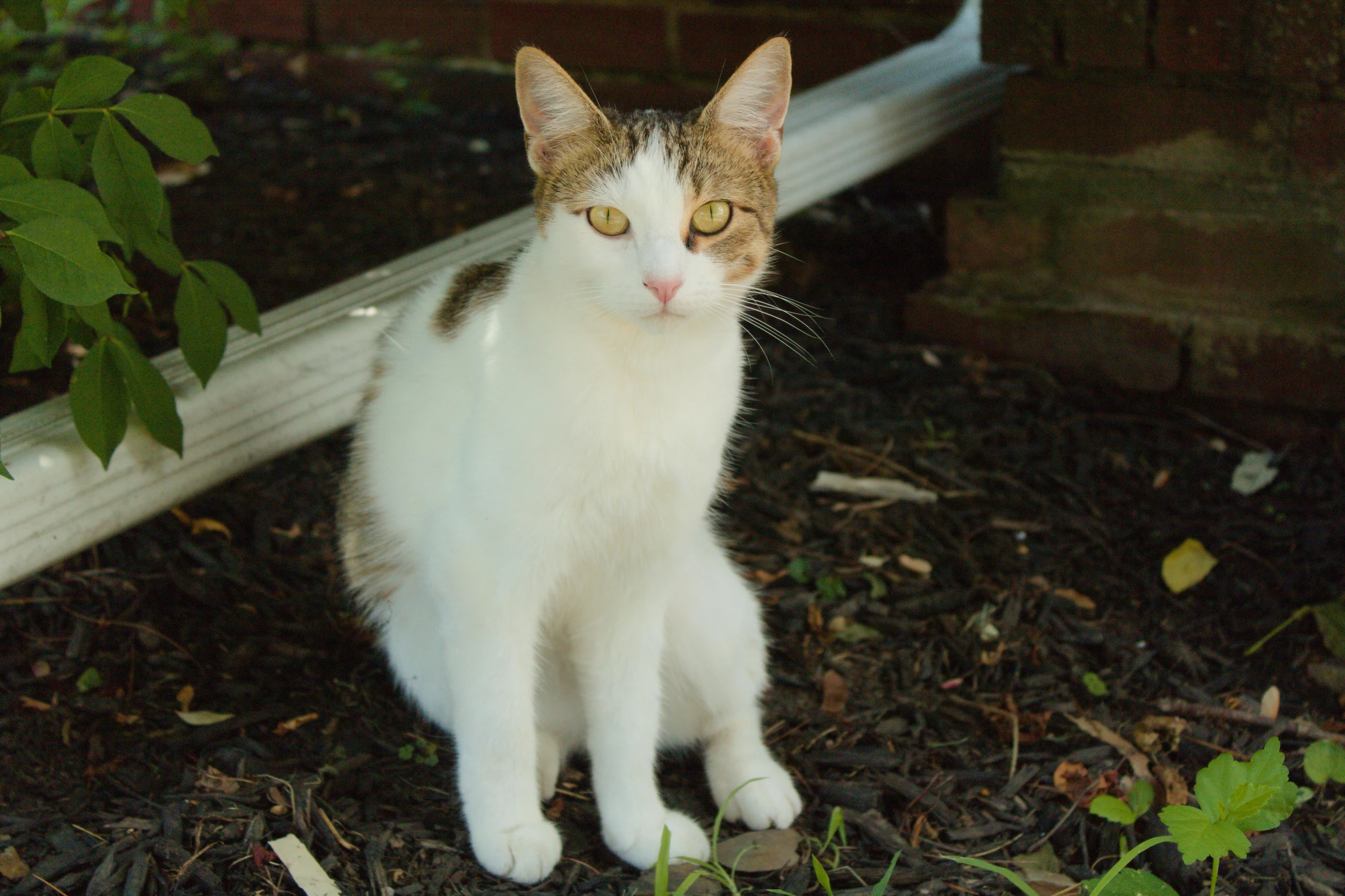 a cat sitting on the ground in front of a mirror, a portrait, unsplash, in the yard, fullbody photo, heterochromia, portrait image