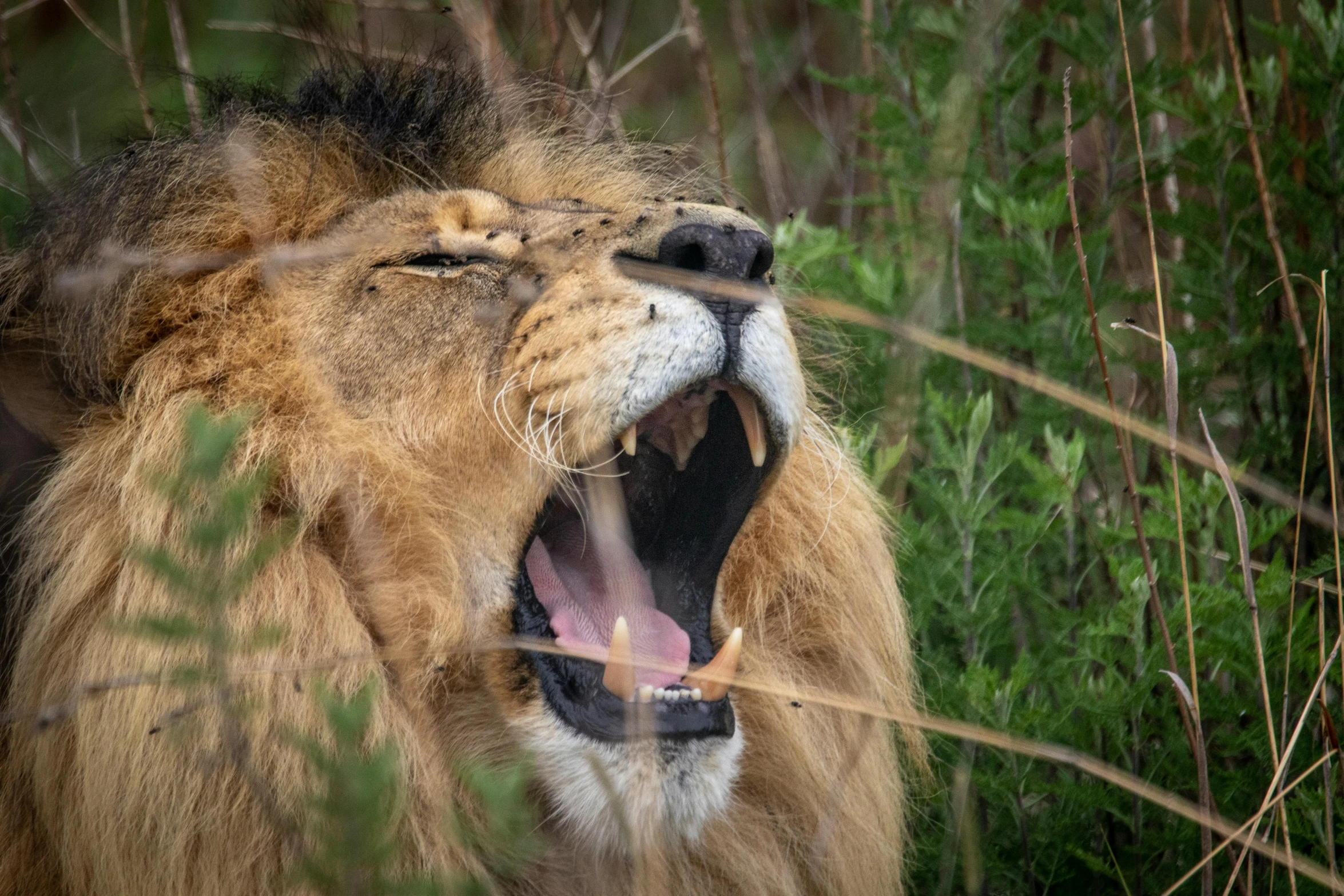 a close up of a lion with its mouth open, pexels contest winner, scratching head, hiding in grass, singing, hunting trophies