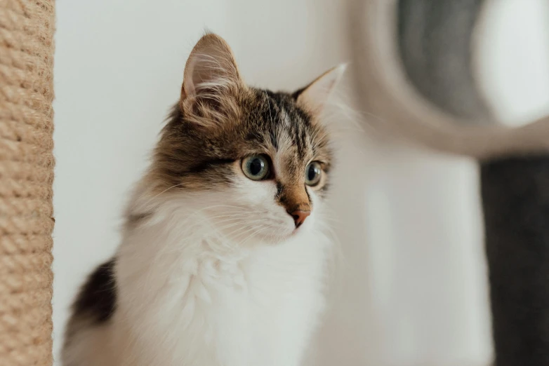 a cat sitting on top of a scratching post, trending on unsplash, fluffy ears, cat with a pearl earring, on a white table, good looking face