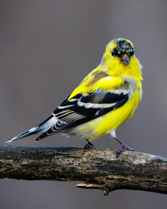 a yellow and black bird sitting on a branch, posing for the camera