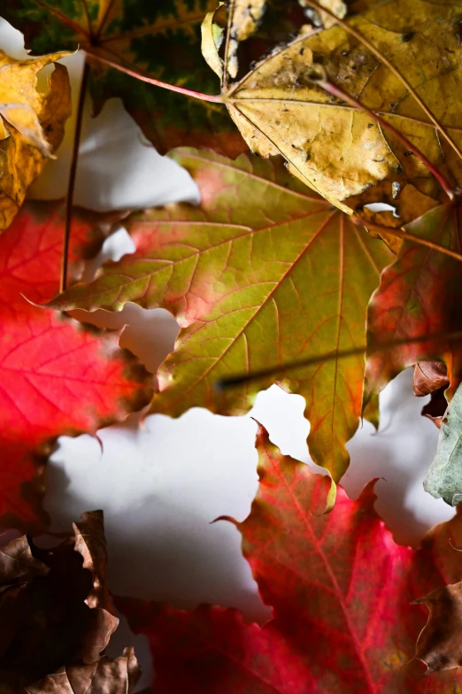 a bunch of leaves that are laying on the ground, a photo, by Paul Davis, trending on pexels, festive colors, new hampshire, back - lit, splash image