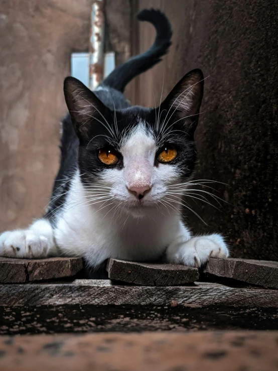 a black and white cat laying on the ground, pexels contest winner, heterochromia, a wooden, armored cat, frontal shot